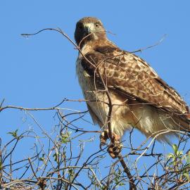 A red-tailed hawk hunts from the top of an elderberry