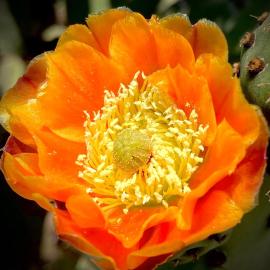 Prickly Pear Flower 