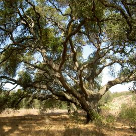 Baker Meadow Oak Planting Stewardship