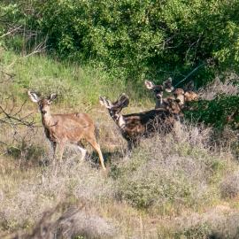 Nurturing Oaks in Weir Canyon