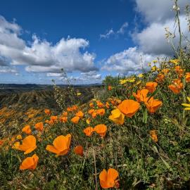 Poppies at Ronald W. Caspers Wilderness Park