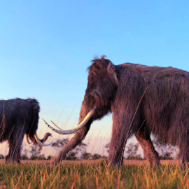 Wooley Mammoth- Licensed from Shutterstock 