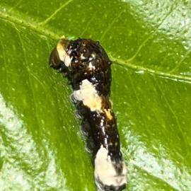 swallowtail caterpillar