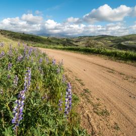 Lupine at Saddleback Wilderness