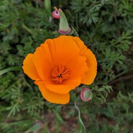 California poppy