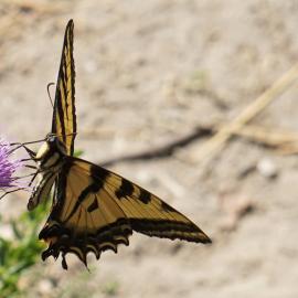 western tiger swallow tail
