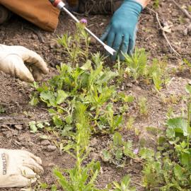 Keep it Wild - Native Plant Nursery