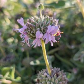 Purple Sage