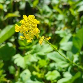 Mustard flower