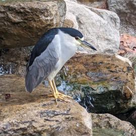 Black crowned night heron