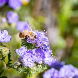 Phacelia cicutaria