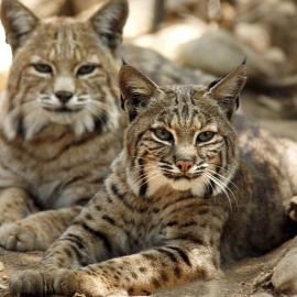 OC Zoo bobcats