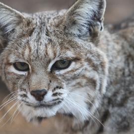 Bobcat