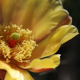 Native Plant Hike