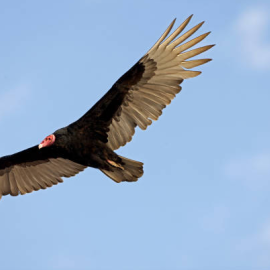Turkey vulture flying