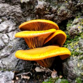 Omphalotus Olivascens (Western Jack-o-Lantern)_Fungi