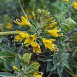 Bladderpod flowers