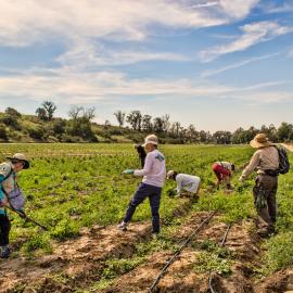 Native Seed Farm