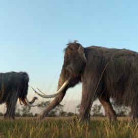 Mammoth family