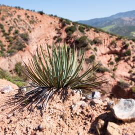 Plants Among Us Red Rock