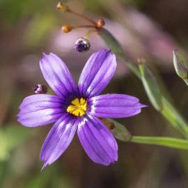 flower grass