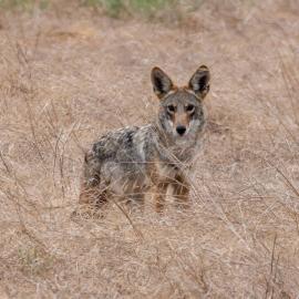 Coyote