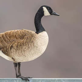 canada geese