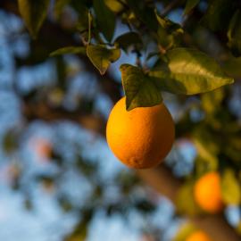 Orange Grove