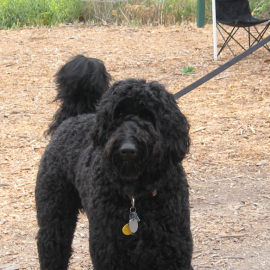 Dog on leash