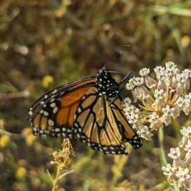 monarch on milkweed