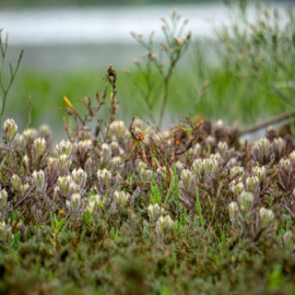 salt marsh birds beak plant