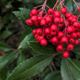 Toyon