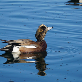 American widgeon in water