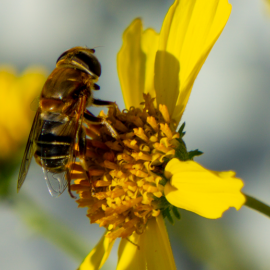 bee on yellow flower