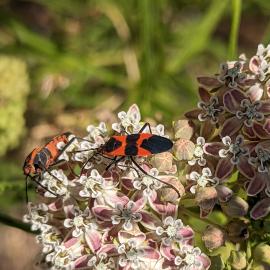 Milkweed beetles