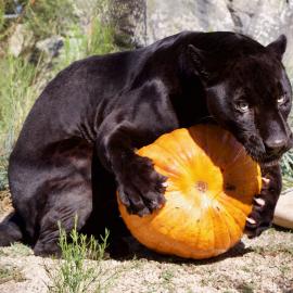 OC Zoo Halloween 3