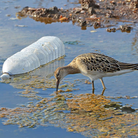 Bird in wetland with water bottle