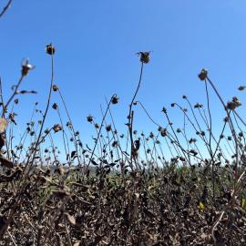 dry coastal sage scrub