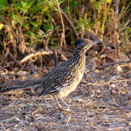 roadrunner PECA