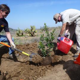 Native plant installation during stewardship activity.