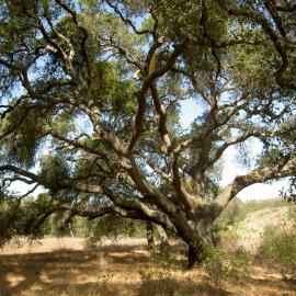 Oak Tree on the Hike