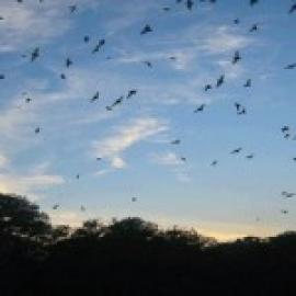 Bats at Dusk