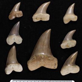 isurus shark teeth 