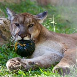 Mountain Lion