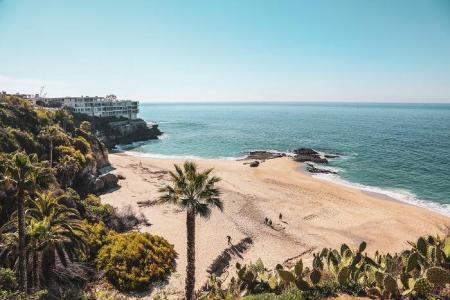 Beach with greenery along the edge and a large palm tree