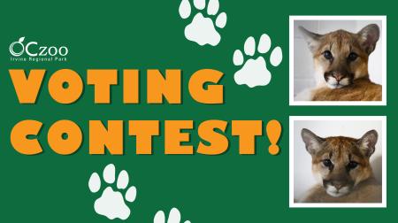 OC Zoo Voting Contest graphic with cartoon paw prints and head shots of two mountain lion cubs