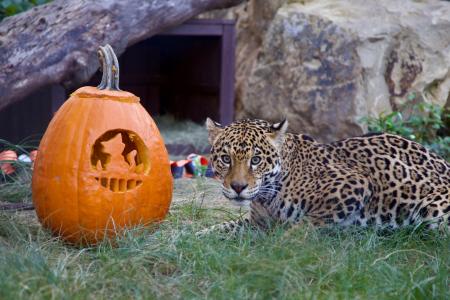 Jaguar with a pumpkin at OC Zoo for Zootacular