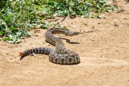 rattlesnake slithering across a trail